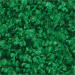 Shamrock Green